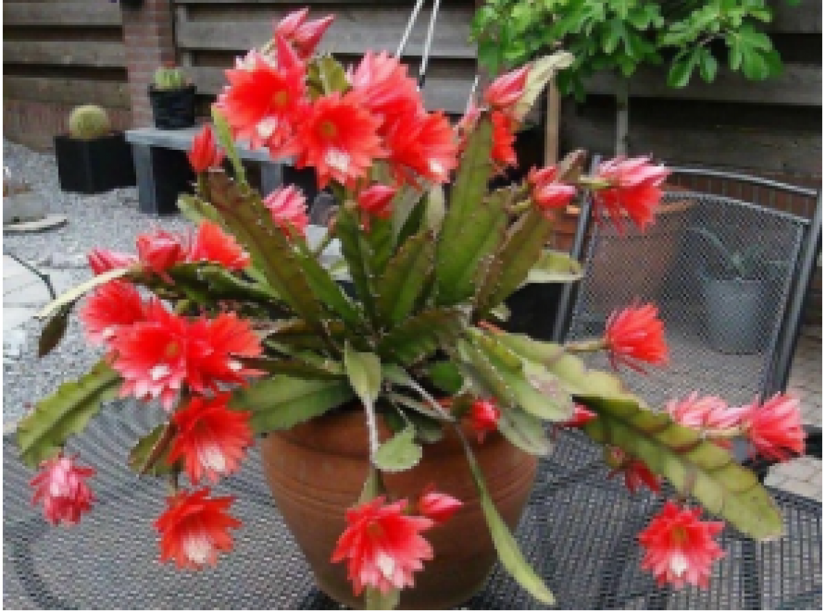 Фото предоставлено автором